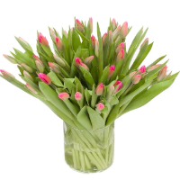 Roze Tulpen